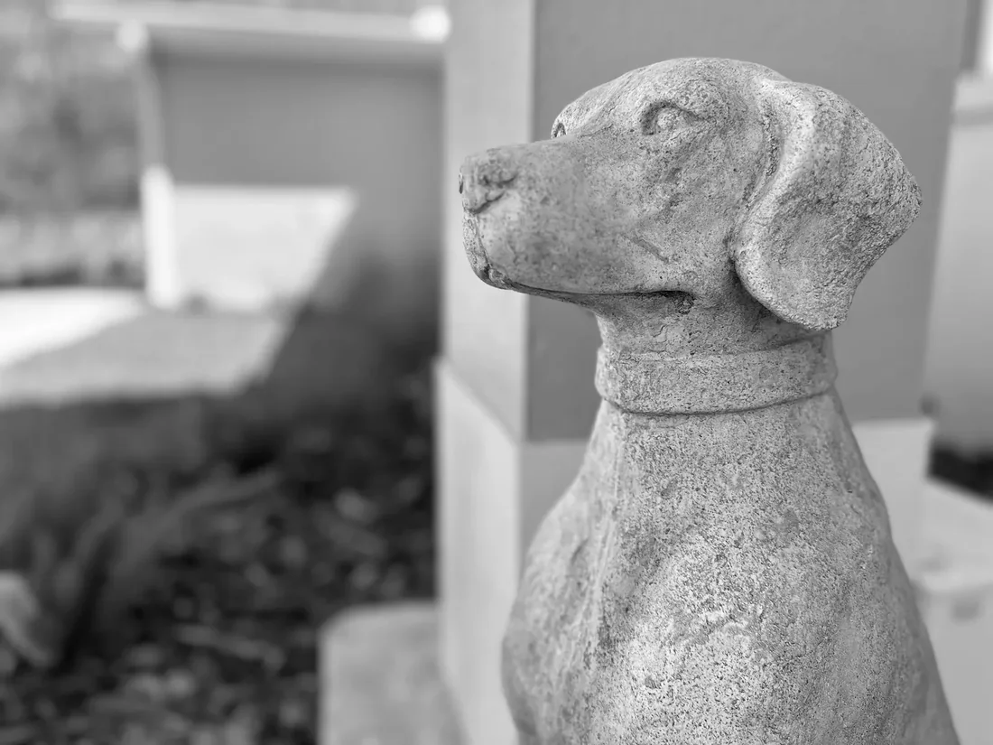The stone dog that sits at the entrance to Gregory Veterinary Clinic