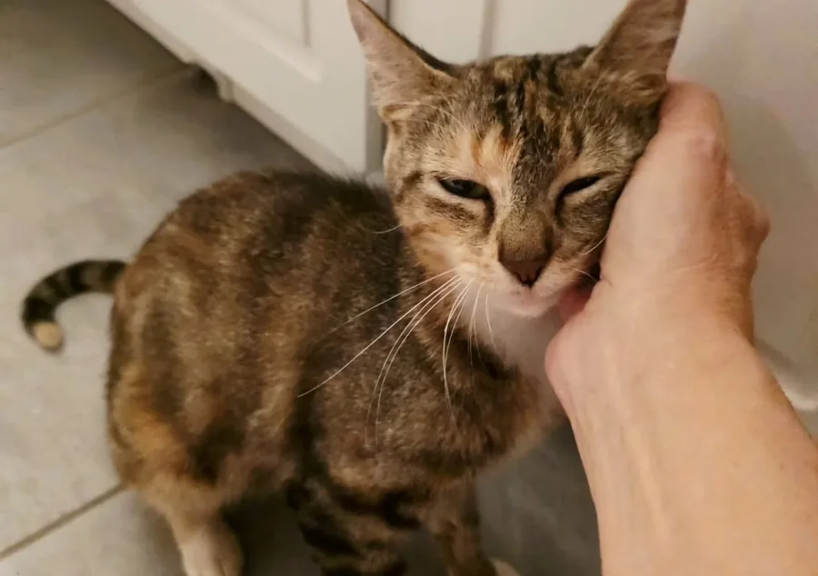 A cat relaxed and half asleep while being scratched under the chin at the clinic