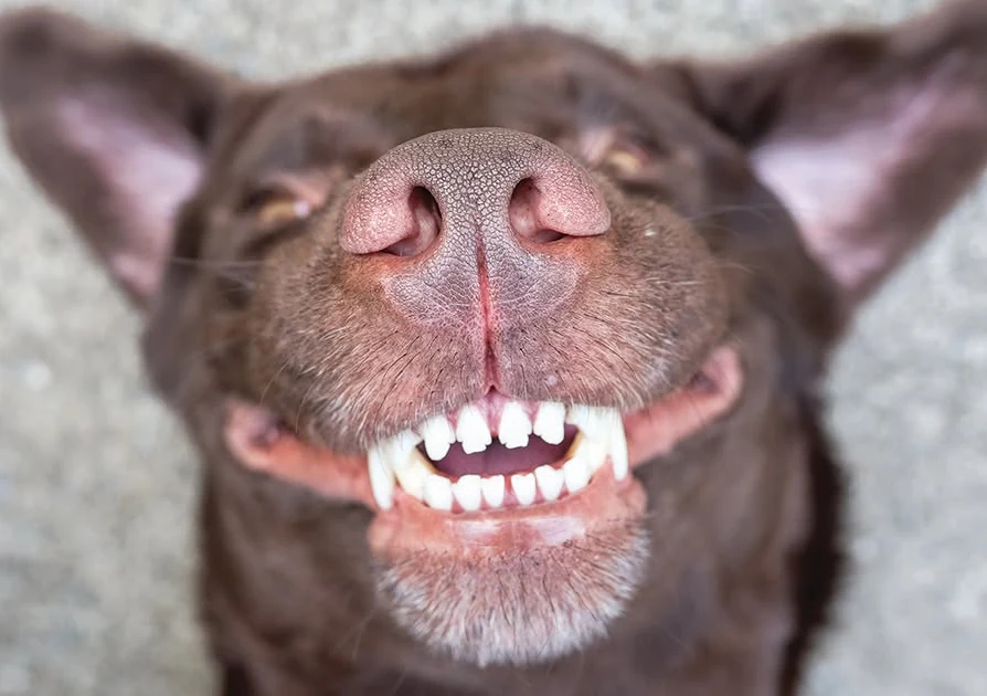 A dog showing clean, healthy teeth and gums