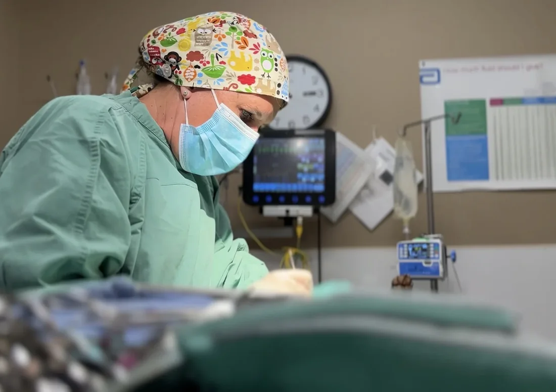 A Gregory Veterinary Clinic surgeon operating, with anaesthetic monitoring equipment alongside
